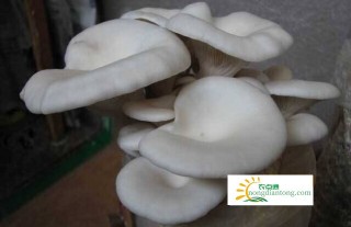 平菇蘑菇种罢多长时间出菇,第3图