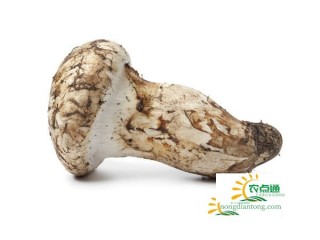 野生巴西蘑菇松茸怎么做好吃吗,第2图