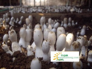 平阴县一村民种植鸡腿菇，快速脱贫致富,第2图