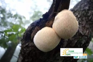 野生猴头菇鉴别，教你轻松区分野生猴头菇和种植猴头菇的方法,第1图