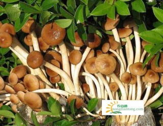 鲜茶树菇的功效与作用及保存方法,第3图