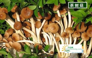 茶树菇和榛蘑是一样的吗？有什么区别？,第2图