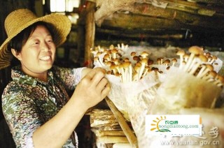 赣县区贫困户种植茶树菇，走上致富路,第1图