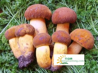 牛肝菌蒸鸡的做法家常菜,第1图