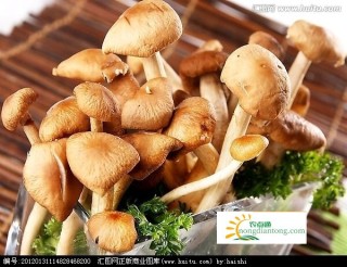 茶树菇和榛蘑一样吗？教你如何辨别茶树菇和榛蘑,第4图