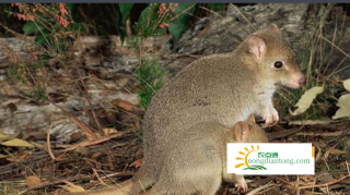 澳大利亚“混”得最惨的袋鼠，是松露真菌散布者,第1图