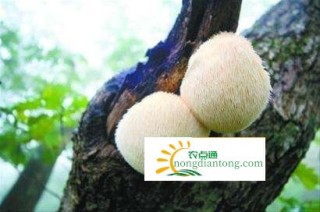 山珍猴头——野生猴头菇,第1图