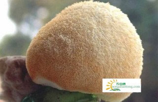 干野生猴头菇的挑选方法，辨别野生猴头菇和人工种植猴头菇的方法有哪些？,第3图