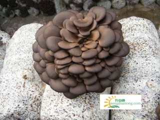 平菇这样的颜色的蘑菇有毒吗,第1图
