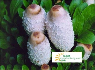 菌中新秀—鸡腿菇,第3图
