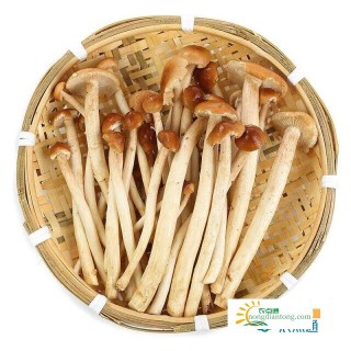 茶树菇的功效与作用，它的食用禁忌有哪些？,第2图