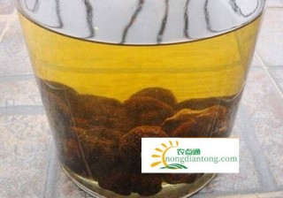 黑松露怎么泡酒？黑松露泡酒的功效与作用,第3图