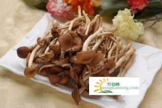 茶树菇的功效与作用，茶树菇可以抗癌吗？,第3图