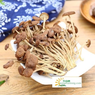 茶树菇的形态特征，茶树菇图片,第2图