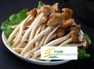 干贝茶树菇汤,第1图