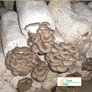 二百平米房子能收多少公斤蘑菇平菇,第1图