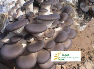 烟台市牟平区西仙姑村引发平菇种植热,第3图