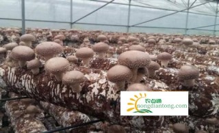 香菇的种植方法,第3图