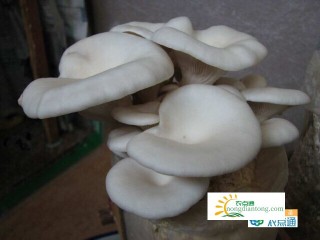 种蘑菇平菇袋丛中间出菇是怎么回事，你注意到了吗,第3图