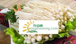 金针菇的功效与作用及食用方法 两道家常菜告诉你怎么吃金针菇,第2图