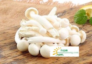 白玉菇汤做法大全家常,第1图