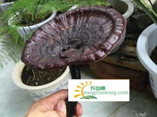 灵芝怎么做菜？有哪些功效？,第3图