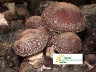 香菇含钙量很高，多吃可补钙,第1图