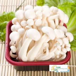 干炸白玉菇用焯水吗？干炸白玉菇怎么做？,第3图