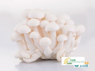白玉菇哺乳期能吃吗？适合哺乳期吃的白玉菇做法,第1图