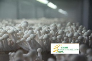 食用菌培养基中不使用木屑生产蟹味菇和白玉菇,第2图