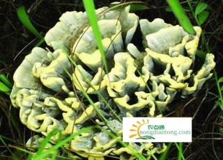 孕妇能吃干巴菌吗？干巴菌有哪些营养价值?,第3图