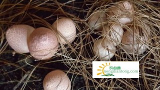 竹荪蛋营养价值及功效,竹荪蛋怎么吃？,第2图