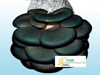 黑平菇图片，黑平菇的栽培技术,第4图