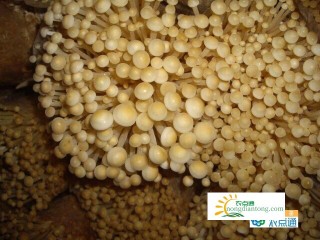 金针菇的种植过程与栽培方式,第2图