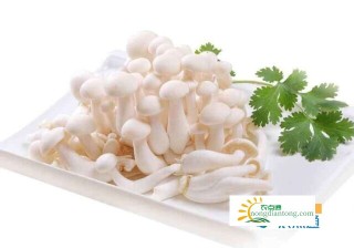 白玉菇长白毛可以吃吗？白玉菇的挑选方法,第3图