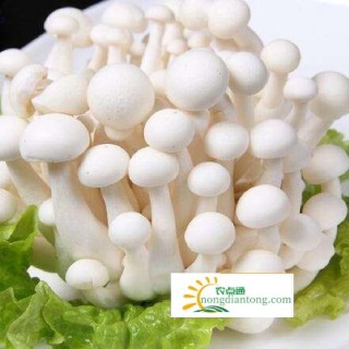 凉拌白玉菇的做法窍门，白玉菇的功效与作用,第2图