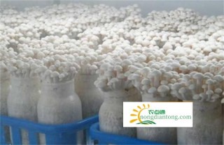 白玉菇种植的市场行情和利润,第2图