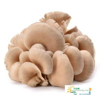 平菇是不是卖的普通蘑菇，有哪些营养成分和价值,第1图