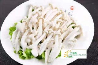 白玉菇海鲜菇对比,第3图