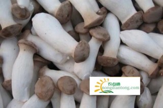 “蘑菇大王”王宗芳工厂化种植杏鲍菇带领乡亲同闯致富路,第3图