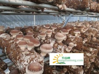 甘肃庆城的苹果业与香菇业“碰出”致富火花,第1图