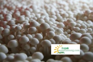 沙县新建三明市最大的海鲜菇生产基地,第2图