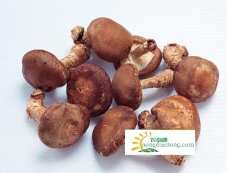 香菇的食疗做法,第2图