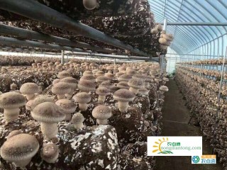 如何种植香菇？香菇种植教程,第6图