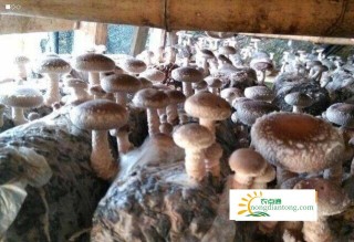 栽培香菇需要的条件，具备这六个条件提高香菇产量,第3图