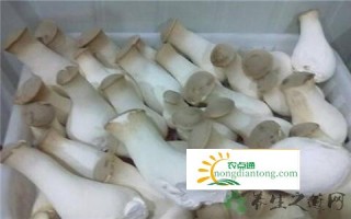 韩国杏鲍菇，每公斤仍可卖到3300韩元,第3图