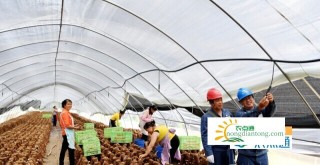 贵州兴仁屯脚供电局助香菇产业增效、农民增收,第1图