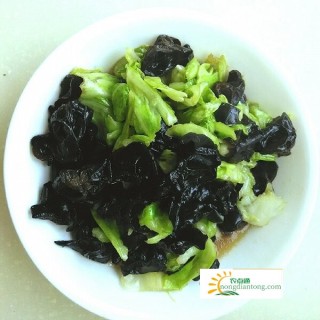吃黑木耳圆白菜的好处，提高免疫力,第2图