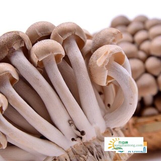 白玉菇与蟹味菇的区别及白玉菇与蟹味菇的营养价值,第5图