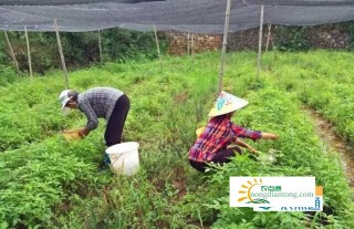 重庆梁平大学生返乡创业种植竹荪,第1图